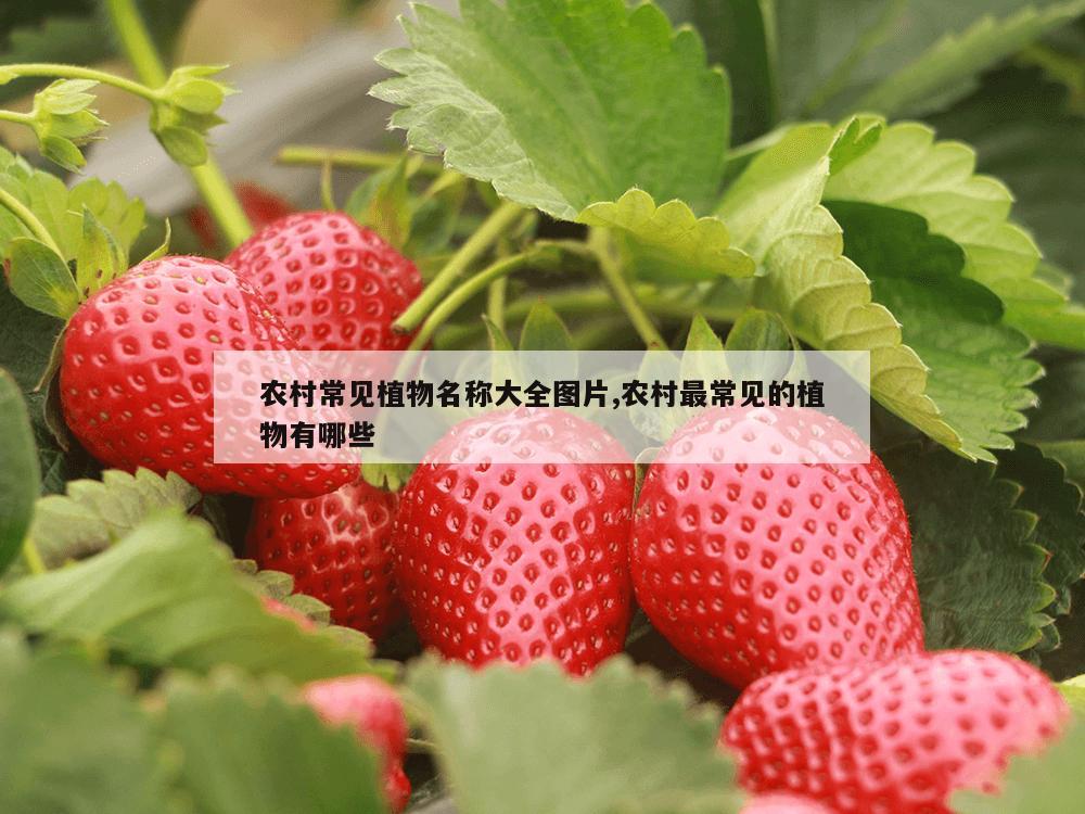 农村常见植物名称大全图片,农村最常见的植物有哪些